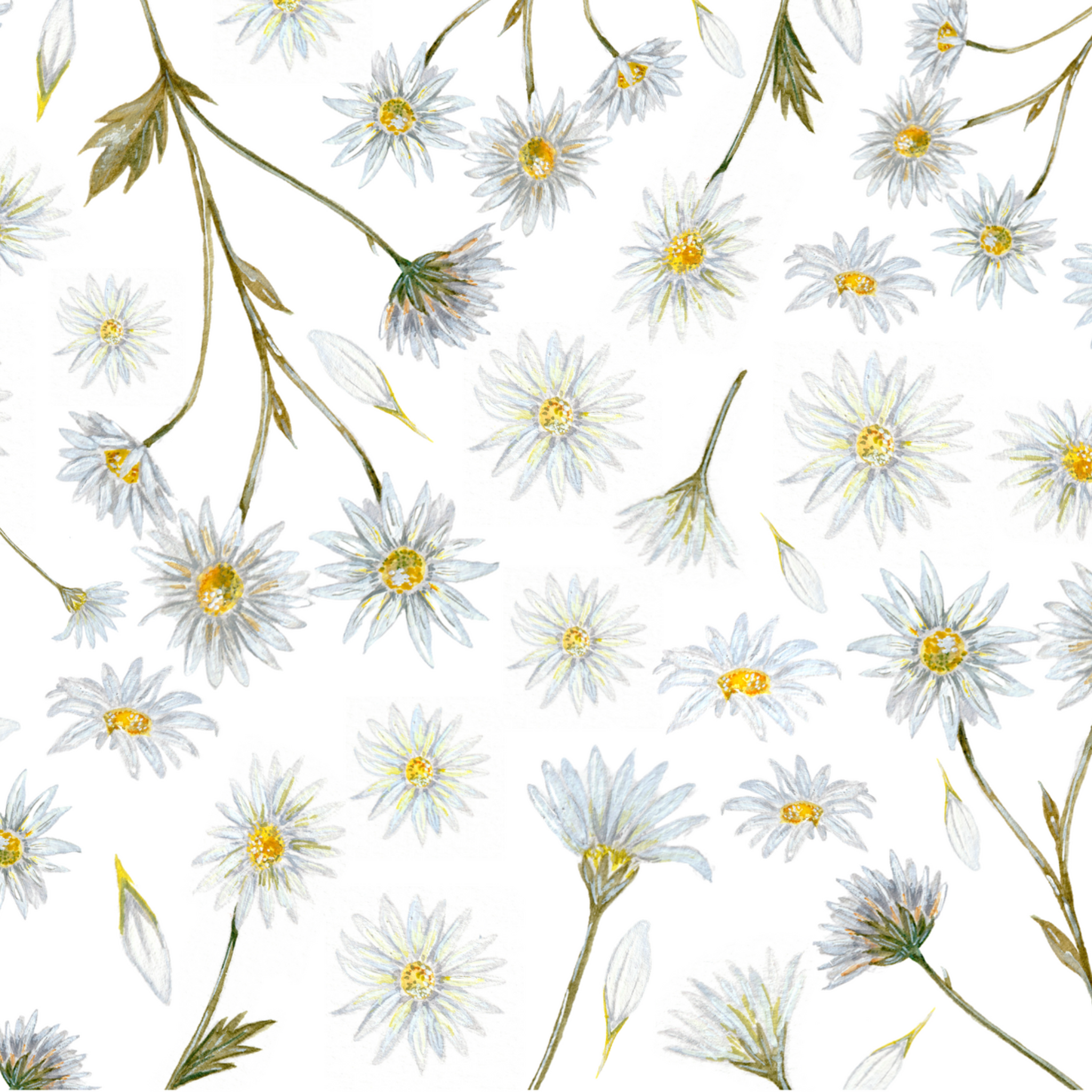 Daisy Fields